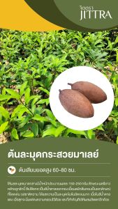 จิตตรา ต้นพันธุ์ละมุดกระสวยมาเลย์ เสียบยอด 60-80 ซม. ปลูกปีเดียวติดลูก พร้อมส่ง เครมฟรี ต้นพันธุ์ผลไม้ ต้นเตี้ย ผลดก