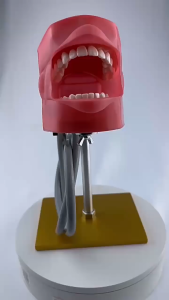 1PCS Model Gigi Adjustable Dental Simulator Educational Teaching model Dental Simulator Reusable Dental Study Model Gigi