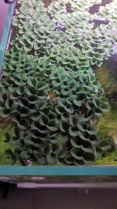 AQUARIUM LIVE PLANTS SALVINIA NATANS FLOATING PLANTS ABOVE 20 LEAVES PER SET