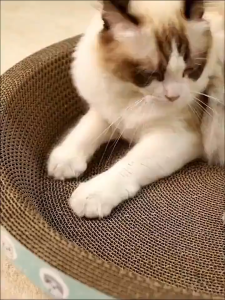 Oval Cat Scratcher Plus-Size Round Cat Scratcher For Big Cat Corrugated Durable Cat Scratch Toy