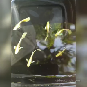 Guppy (24K Gold Guppy) Ikan Guppy (1set=2male+1Female) Ready Stock