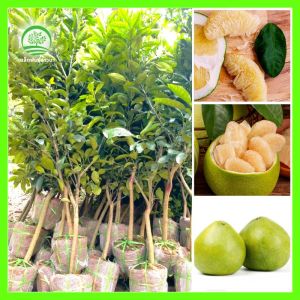 [ผลผลิตสูง] ส้มโอขาวน้ำผึ้ง สุดยอดผลไม้ ดูแลง่าย ผลผลิตเด่น ติดผลเร็ว สูง 70-100ซม