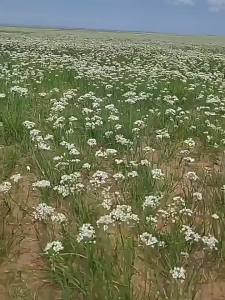 Nước Chấm Lẩu Bò và Cừu