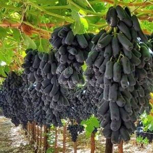 Cây Nho Giống Ninh Thuận