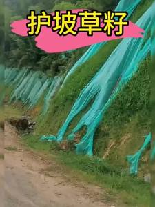 (爆款种子)草籽草种子护坡草籽工程草坪种子四季青绿化草籽黑麦草狗牙根边坡