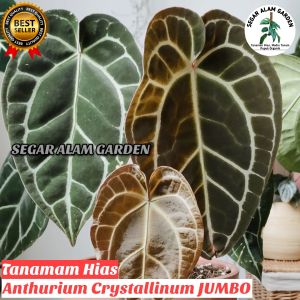 Anthurium Kuping Gajah Daun JUMBO - Tanaman Hias Crystallinum JUMBO