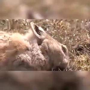 Kill all rats in 3 minutes rat killer rat repellant rat poison killer rat kill 100% rat killer poison 100g bird poison rat poison rat killer dog poison killer Rat Killer Poison Mice Killing Poison High Efficient 200x Stronger Than a Cat Non-toxic and Har