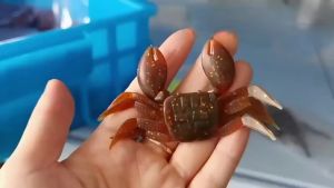 ZWICKE โมโหปูรูปว่ายน้ำเหยื่อตกปลาประดิษฐ์เหมือนจริงล่อรอกตกปลาเหยื่อจำลองปลาเหยื่อ5ชิ้น8เซนติเมตร8กรัม