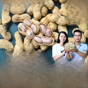 Natural Sun-Dried Farmhouse Boiled Peanuts Salty Dry Elastic Not Crispy Guangdong Heyuan Hakka Salt Water Boiled White Meat Peanuts