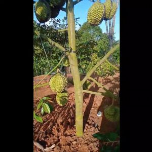 BIBIT DURIAN 2 METER UP - MUSANGKING / MONTONG / BINTAN / DURIAN HITAM Blackthorn