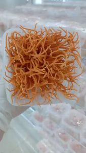 Đông Trùng Hạ Thảo Tươi Thảo Mộc Vương Loại Thượng Hạng 200gr ( Combo 4 hộp tặng táo đỏ kỉ tử )