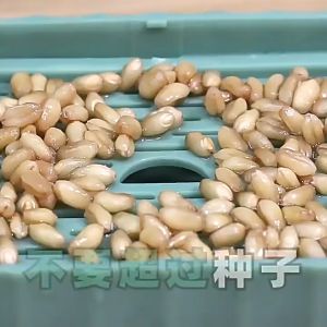 Bộ Kit Khay Trồng Thủy Canh Cỏ Mèo Gồm Hạt Giống Cỏ Lúa Mạch Giúp Mèo Tiêu Búi Lông