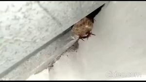 Isi Ulang Pembasmi Tawon | Pembasmi Lebah | Isi 1 Liter | 100% Super Ampuh | Ramah Lingkungan