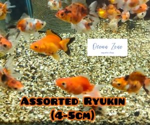 【Ocean Zone】Assorted Ryukin Gold Fish (4 - 5cm) (Live Fish with DOA)