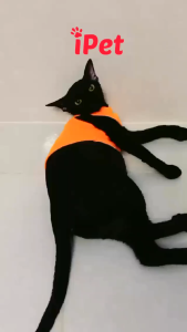 Áo Thun Ba Lỗ Cho Thú Cưng Chó Mèo Nhiều Size Dễ Thương - iPet Shop