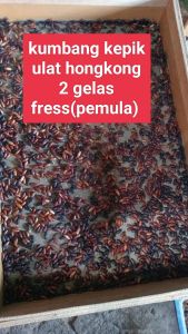 2 gelas kumbang kepik ulat hongkong promo (-+1000 ekor)