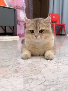 Đồ chơi cần câu Mèo có cốc hút 1 đầu tay ấn lực hút mạnh (mẫu mới) - Love Pets Shop