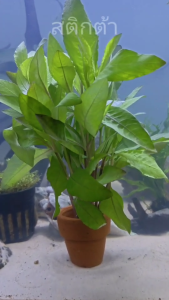 สติกต้า ไม้น้ำ แต่งตู้ปลา หรือ อ่างบัว ปลูกง่าย เขียวสด โตเร็ว ใส่กระถางดินเผาสีส้ม พร้อมปลูก