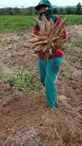 บูม99 1 ลิตร | ปุ๋ยน้ำกระตุ้นผลผลิต ส่งฟรี | ขนาด 1