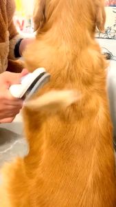 Clean Slicker Brush Pet Dog Comb Brush Cat Comb Grooming Cleaning Comb Hair Fur Shedding Tool