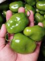 Termurah 1 KG Cabe Gendot , Cabe Bendot Ciwidey , Cabai Gendot 1 Kg. 