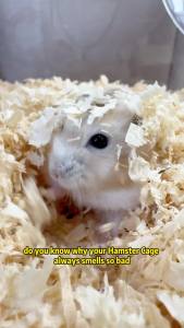 1kg Natural Hamster Sawdust Premium Aspen Wood Chips Shaving Hamster Bedding