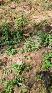 Wangkil Segitiga Lubang / Cangkul Segitiga Bolong Ukuran 38x15cm Bahan Tebal High Quality