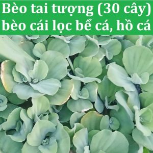 Bèo tai tượng (30 cây lớn tặng thêm bèo nhỏ) - Bèo cái dùng lọc bể cá hồ cá làm thức ăn chăn nuôi