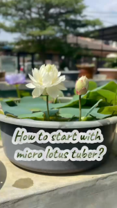 【Sean Planters】 Genuine Micro Lotus Tuber Bowl Lotus 碗莲种藕 微型碗莲小荷花小型荷花 Microtech For Sale Tiny Lotus Tattoo - Lazada