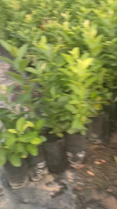 ต้นมะนาว แป้นรำไพ เพาะเมล็ด แพ๊ค10ต้น200บาท