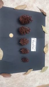 Bunga Pinus Kering Buah Pinus Bunga Pinus Buah CEMARA Dried Pine Cone Mini Besar Properti Foto Mahar Rustic Dekorasi Rustik MEINCHO