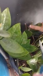 Kéo tỉa cành cây cảnh đa năng tiện dụng cho sân vườn