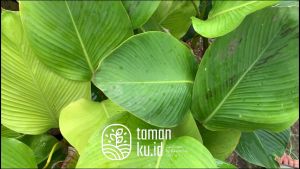 Tanaman Hias Pisang Calathea Daun Cantik dan Eksotis untuk Dekorasi Rumah & Taman