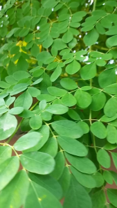 Daun Kelor Segar Obat Herbal Di Petik Dadakan