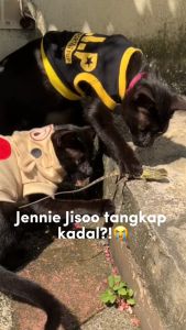 Pakaian Anjing Kucing Kecil Puppy Baju Lucu untuk Hewan Kecil Kitten Model Jaket dengan Penutup Kepala Hoodie