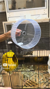 ล้อวิ่งหนูแฮมสเตอร์ รุ่นใสเงียบเสียง สำหรับกรงสัตว์เลี้ยง ขนาด 21 CM