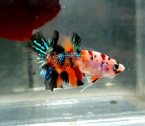 Candy Metallic Halfmoon Plakat HMPK Betta Fish / Ikan Laga/ 斗鱼 (Not random fish）14