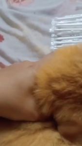 Petshome Pet Ear Drops Eye Drops Treating Conjunctivitis Redness Swelling Eyes Cloudy Eyes Cherry Eyes Ear Mite Infection Eye Drops Ear Drops For Pet