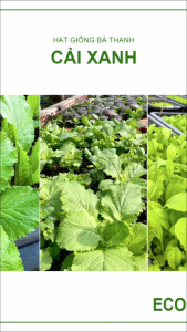 [EcoSeeds] Combo 2 Gói Hạt Giống Cải Xanh Lá To (Cải Bẹ Xanh) - Cây Cao Lá Rộng Chịu Nhiệt - Gói 20g
