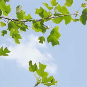 1 ชนิด อบธรรมชาติ พร้อมทาน 500 กรัม ธัญพืช ไม่ใส่เกลือ ไม่ใส่เนย ไม่ใส่น้ำมัน อบ สด