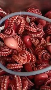 HCM - Bạch tuộc Hokkaido Kg