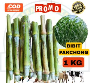bibit rumput pakchong 1 kg bibit kuwalitas super