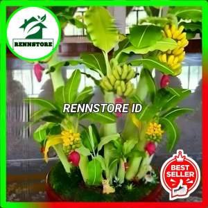 Bibit Pisang Cavendish Genjah Valid Murah
