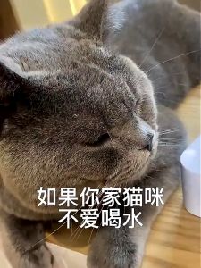 85g Cat Wet Can Food Cat Treats In Soup Meat Chicken Tuna Salmon Canned Food Snacks for Adult and Kitten