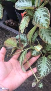 Cây Hoa Ấm Kiếm