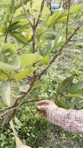 จัดส่งฟรี ถุงห่อผลไม้ ทีเอบี ถุงห่อฝรั่ง ขนาด 20x25 ซ.ม. ถุงห่อผลฝรั่ง จำนวน 100 ใบ ถุงห่อมะม่วง ถุงคาร์บอน ทีเอบี ป้องกันแมลงวันทอง ช่วยให้ผลไม้