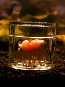 Bẫy Sán 8 Lỗ Chuyên Dụng Cho Bể Thủy Sinh Hồ Tép Cảnh