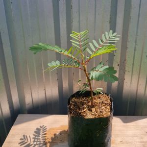 ต้นแคแดง 5.5 นิ้ว ถุงเพาะ ในชุดประกอบดอกไม้แดง (ต้นแคแดง)