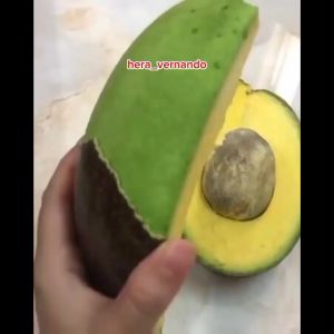 Bibit Alpukat Cuba Okulasi Super Genjah