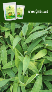 ชาหญ้ารีแพร์ (หญ้าฮี๋ยุ่ม) Barbed Grass Tea ตราไร่กฤติยา